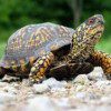 turtle momentum